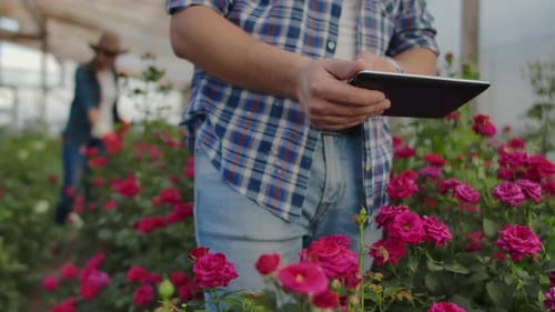 Close-up Hands Gardener Florist. Modern Rose Farmers Walk Through the Greenhouse with a Plantation