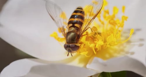 Stripped Insect Collects Nectar From a Flower