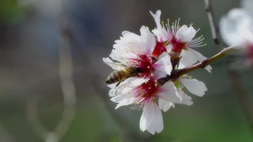Bee Gathering Pollen From Blooming Spring Flowers
