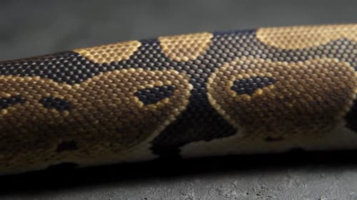 Fundo de pele de cobra