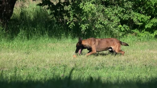 Dog Is Lying on a Grass and Then Coming To Its Owner.