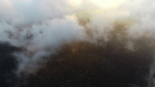 Foggy weather in the forest.