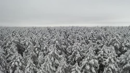 Aerial View of Snow-Covered Winter Forest
