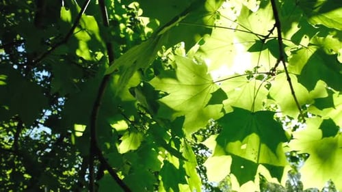 Camera Moves Along the Leaves, Sunlight Makes Its Way Through the Leaves in the Forest. The Morning