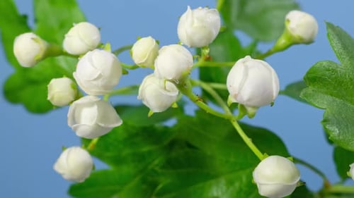 White Flower Blossoming Time Lapse on Blue Background