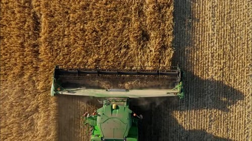 Combine Harvesting Wheat Top View of a Wheatfield