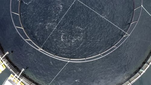 Bird's Eye View of an Cod and Pollock Aquaculture Fish Farm