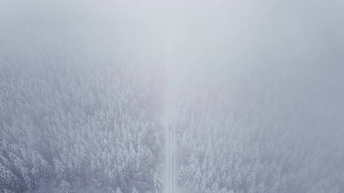 Misty Atmosphere Over Dense Pine Forest During Winter. Aerial Drone Shot