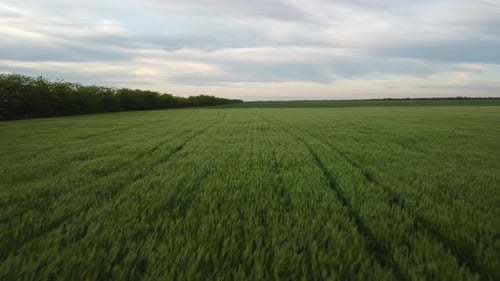 Aerial View on Green Wheat Field in Countryside