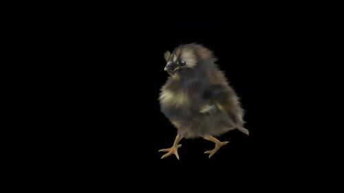 Cute Baby Chick Walking and Looking Around