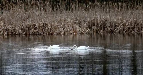 Wild mute swan in spring on pond