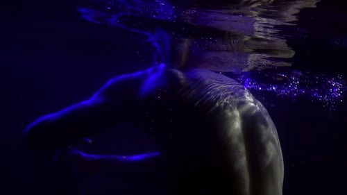 Nackter muskulöser Mann bewegt sich im Pool, Unterwasseraufnahme, kräftiger Rücken und Arme