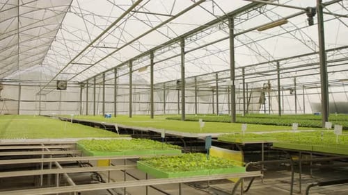 Rows of Seedlings Growing in Greenhouse
