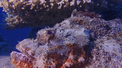 Colorful Scorpionfish