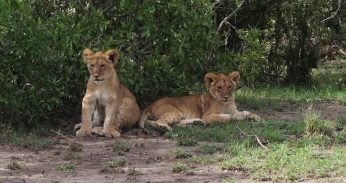 Afrikanischer Löwe, Panthera-Löwe, Jungtier ruht, Masai Mara Park in Kenia, Echtzeit 4K