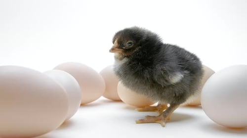 Adorable Chick Standing Near White Eggs