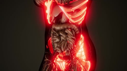 Human Body Anatomy Scan with Glowing Red Bones and Nerves