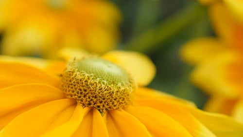 Rudbeckia hirta Irish Spring flower shallow DOF in the garden 4K 3840X2160 30fps UltraHD footage