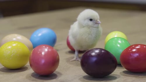 Adorable Chick Stands Amongst Colorful Easter Eggs