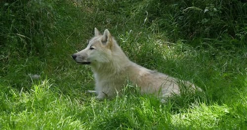 Arctic Wolf, canis lupus tundrarum, Mother Laying on Grass, Real Time 4K