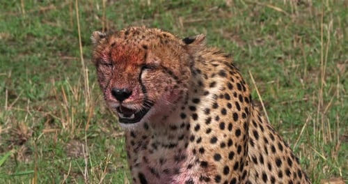 Gepard, Acinonyx jubatus, Erwachsener mit blutigem Gesicht, mit einem Kill, ein Gnus