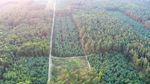 Beautiful evening flight over the forest with green trees. Fir-trees, pines, tree crowns.