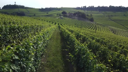 Anbau von Weinbergen in Barolo, Langhe Italien