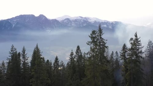 Above the Trees