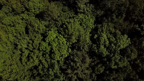 Aerial Top Down View Forest Woodland Aerial