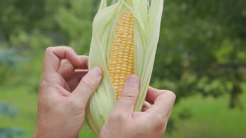 Hands Peeling Back Husk From Ear of Corn