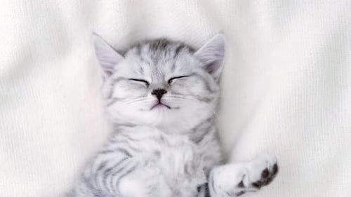 Cute Tabby Kitten Sleeping Peacefully on White Blanket