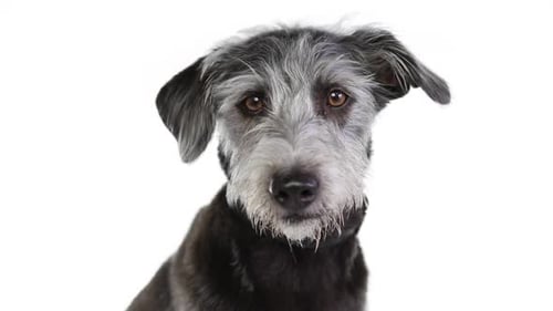 Terrier-Hund schaut sich auf Weiß um