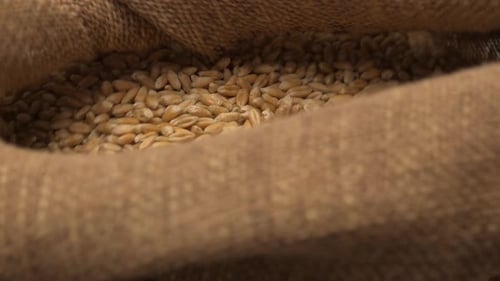 Burlap Sack Full of Harvested Grain Seeds