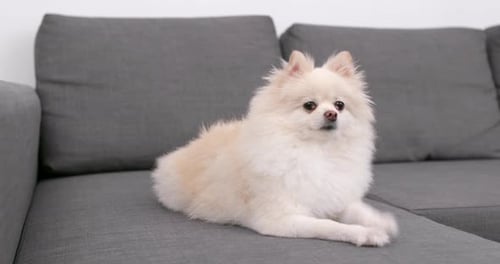 Fluffy Pomeranian Dog Relaxing on Grey Couch