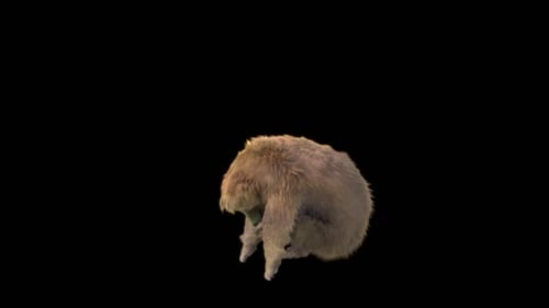 190 Bear Standing Magic Attack em HD