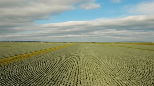 Cabbage Field, Drone Footage