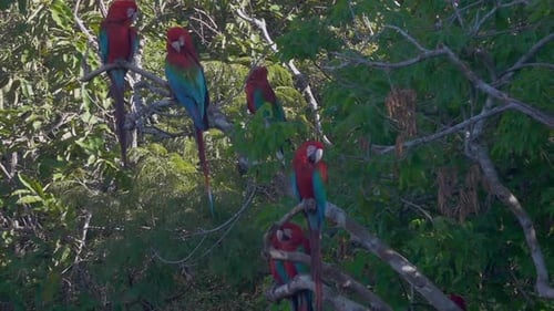 Scarlet Macaw Ara Birds Perched on Tree Branch