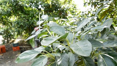 Lush Avocado Trees in a Thriving Rural Orchard