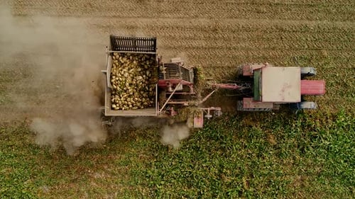 Tractor Harvests Sugar Beets from Above