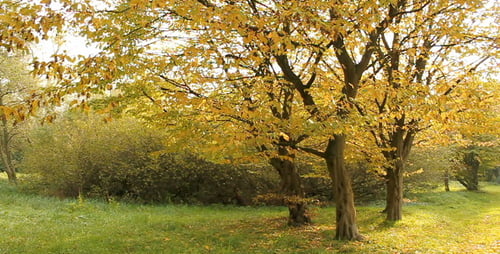 Autumn Trees with Yellow Leaves in a Park