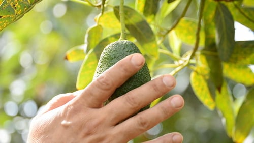 Close Up of Avocado Growing on Tree