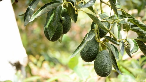 Avocados at Tree