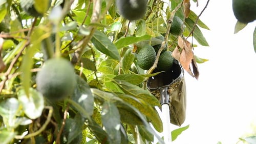 Avocado Tree with Ripening Fruit in Tropical Setting