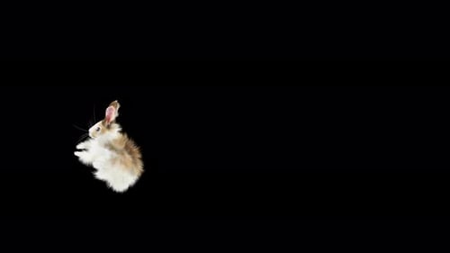 Cute Rabbit Hopping and Moving with Alpha Channel