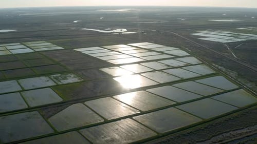 Rice Fields