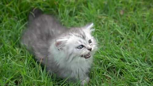 Cute Kitten Sitting On Green Grass