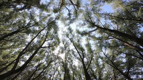 Árboles altos contra el fondo del cielo