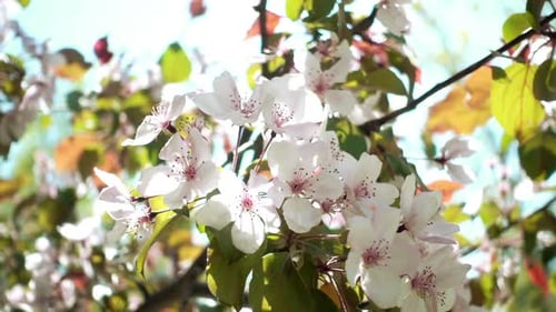 Apple Tree Flowers