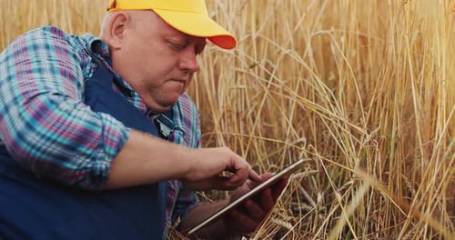 Farmer Using Tablet in Golden Wheat Field