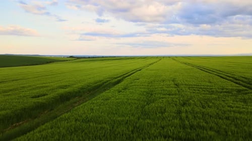 Aerial Landscape View of Green Cultivated Agricultural Fields with Growing Crops on Bright Summer